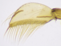 Sigara distincta